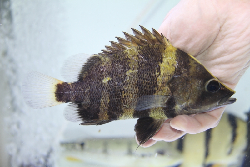 ダトニオ　メニーバータイガー ２２cm± ダトニオ メニーバータイガー 22cm±