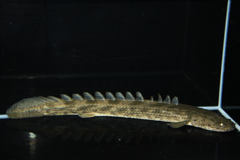 PO.アンソルギー