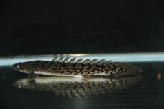 ベイサイドアクア